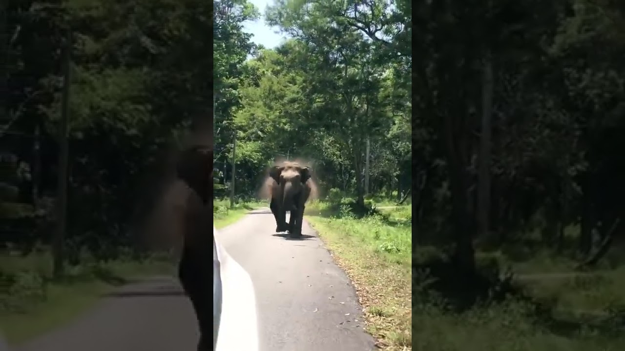 Elefant atacând mașina | Atacul elefantului | Drumul Ooty Mudumalai | Locuri turistice Ooty | Ooty
