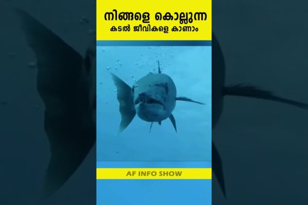 O creatură marine care îi omoară pe cei pe care îi atinge.. 😱😳😳 Partea 05 #short