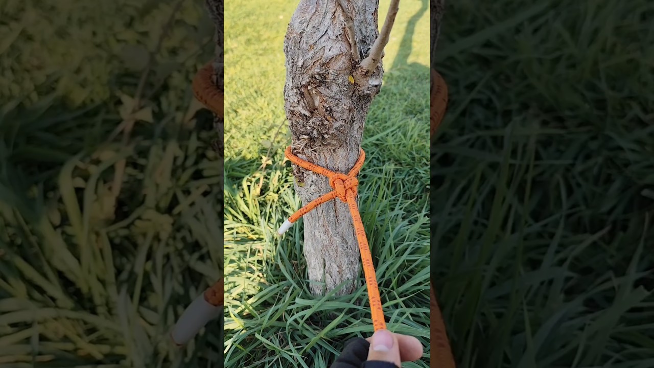 🚨Regele nodurilor într-un secol #nod #camping #pescuit