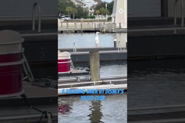 Disney's Yacht Club, calm și frumos ✨ #vacanță